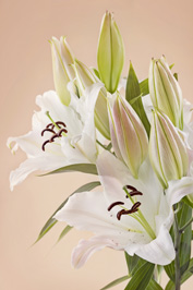 The Seasonal Almanac: The Date of Easter